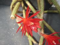 Thumbnail of 1354_Aporocactus martianus_20100530_01.jpg